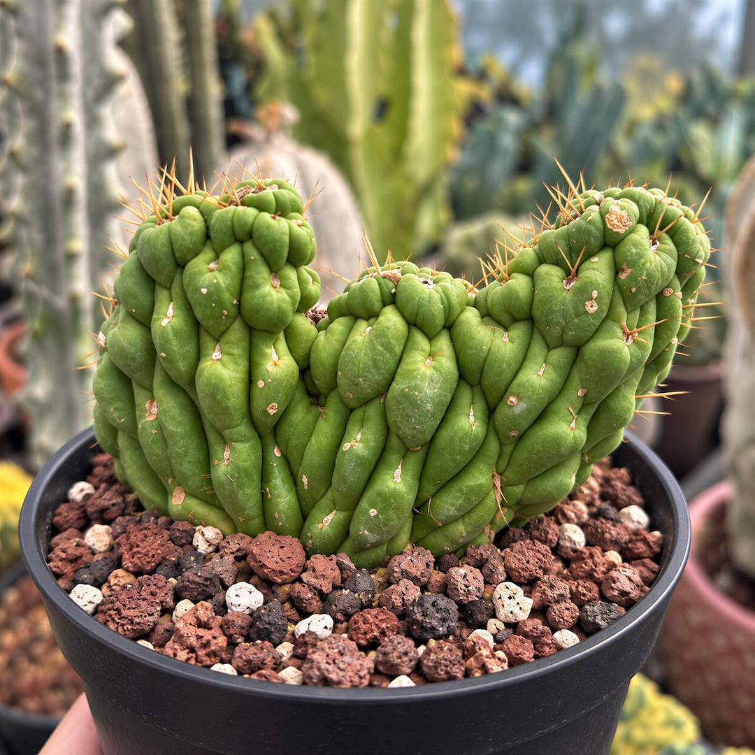 Cactus✩ Rare Cactus, Eulychnia Crastanea Crestata 'unicorn Cactus', Live
