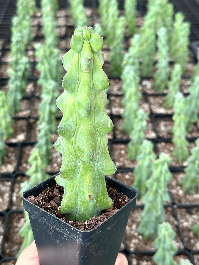 1am Succulents Boobie Cactus Myrtillocactus Geometrizans Fukurokuryuzinboku