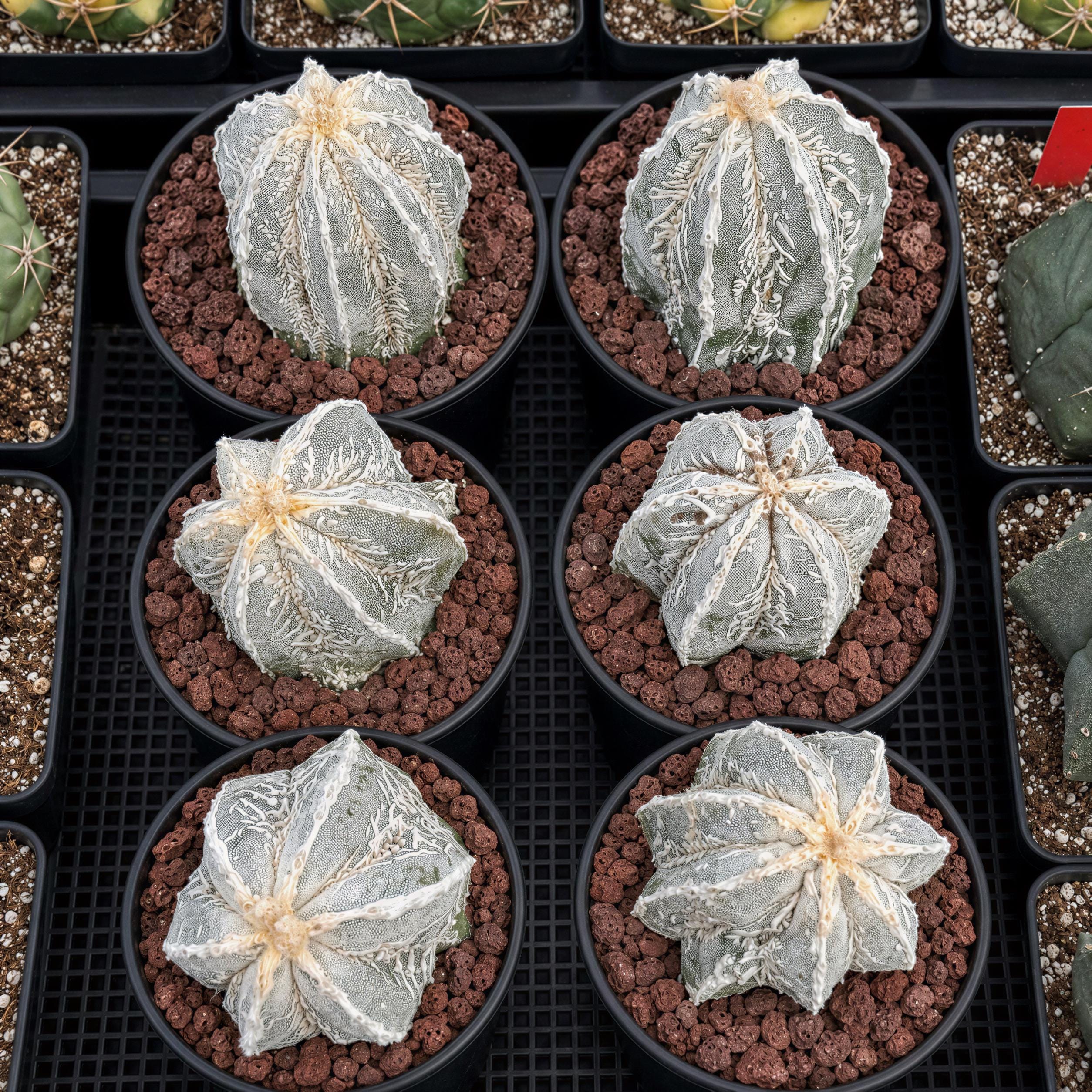 Rare Cactus, Astrophytum Myriostigma Cv. Onzuka Fukuryu, Live