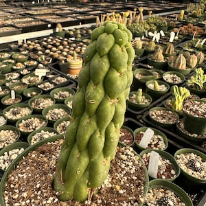 Rare Cactus Eulychnia Castanea cv. varispiralis, spiral special form image 2