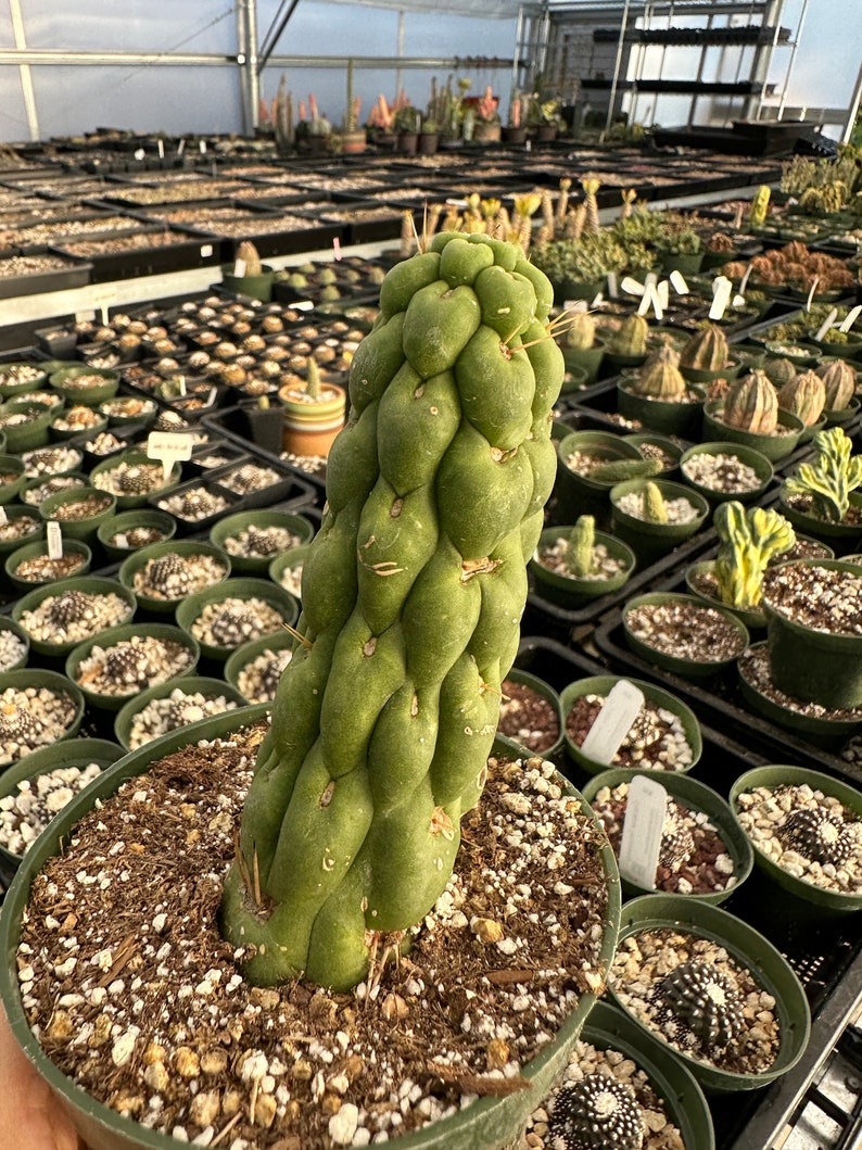 Rare Cactus Eulychnia Castanea cv. varispiralis, spiral special form image 2