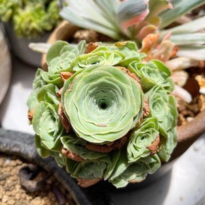 Rare Succulents - Aeonium Greenovia Cluster, Live Plant