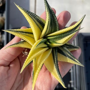 Rare Succulents, Haworthia variegated Limifolia (3.5"), Live Plant