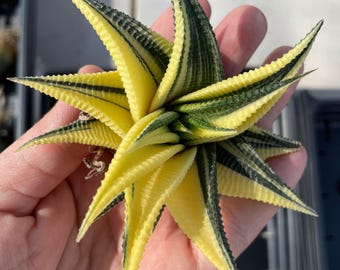Rare Succulents, Haworthia variegated Limifolia (3.5"), Live Plant