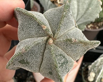 Astrophytum Myriostigma (1.5"-2”), Live Plant, Great starter Plant, Rare Cactus