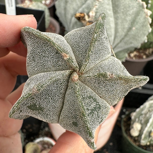 Astrophytum Myriostigma (1.5"-2”), Live Plant, Great starter Plant, Rare Cactus