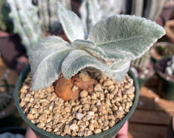 Rare Succulents - Sinningia leucotricha (Budding Bulb)