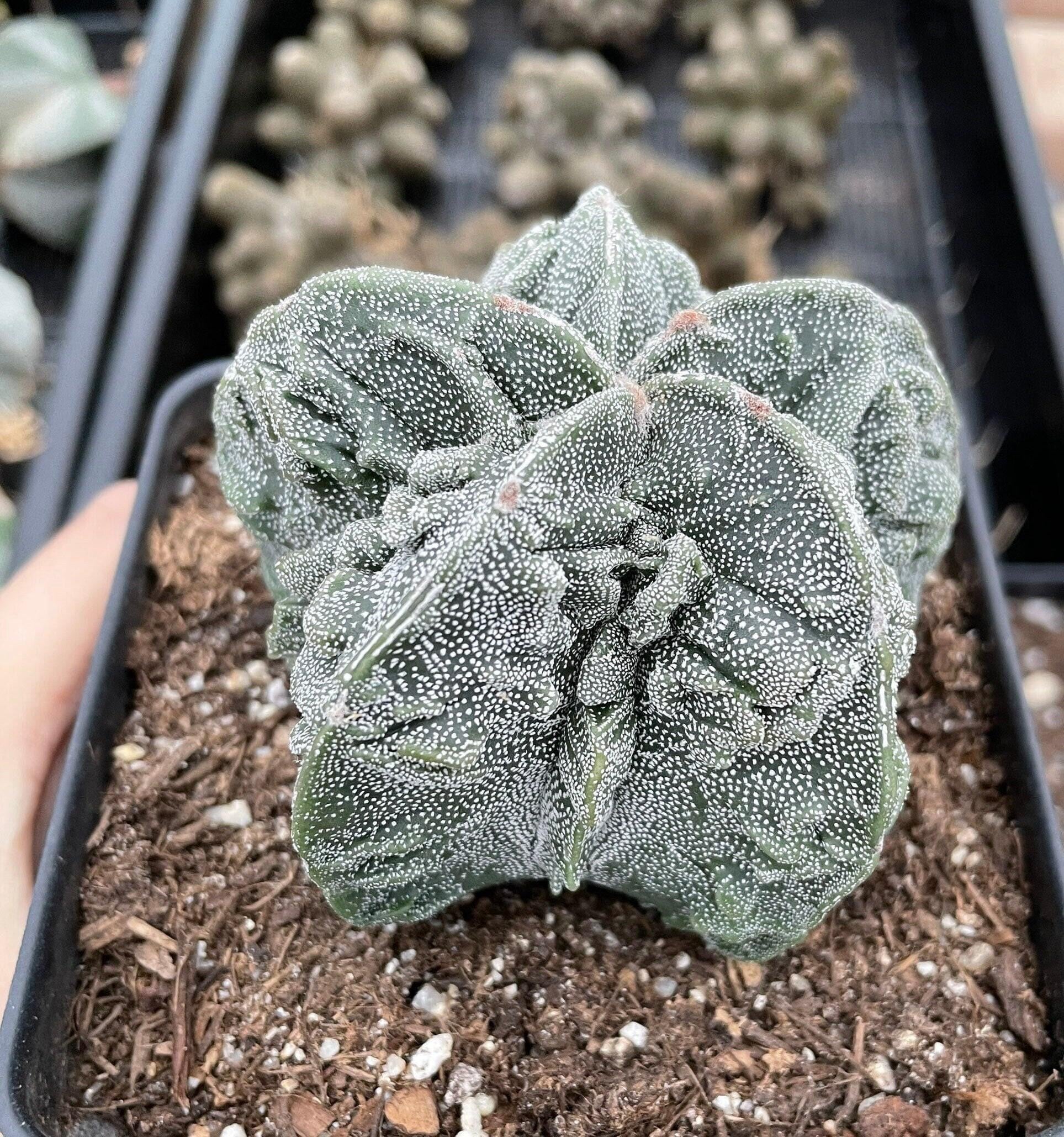 Rare Cactus, Astrophytum Myriostigma Cv. Fukuryu (3"-4"), Live Plant - Etsy