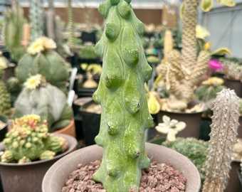 Rare Boobie Cactus, Myrtillocactus Geometrizans cv. Fukurokuryuzinboku (10"-12")