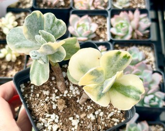 Rare Succulents - Cotyledon Undulata Variegata (1)