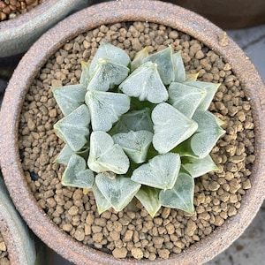Rare Succulents, Haworthia &#39;Love&#39; (2&quot;-3&quot;), Live Plant