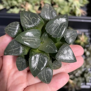 Rare Succulents, Haworthia Comptoniana x Correcta cv. Tsukikage (3&quot;- 4&quot;), Live Plant