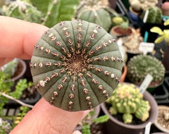 Rare Cactus - Frailea Castanea 13+ Ribs (1.5”)