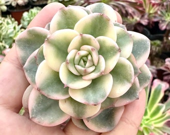 Rare Succulents - Echeveria Nicksana Variegata (2”)