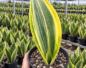 Sansevieria Sinus-simiorum CG09 (p) | Rare Plants - Etsy