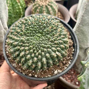 Rare Cactus, Gymnocalycium Baldianum Crested, Live Plant