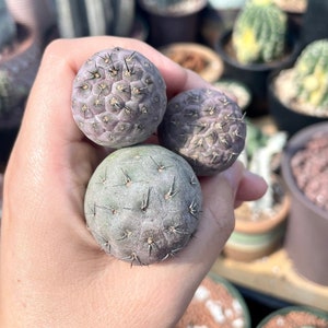 Rare Cactus, Tephrocactus Geometricus (Single Ball cutting), Live Plant