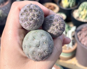 Rare Cactus - Tephrocactus Geometricus (Single Ball cutting)