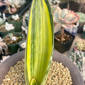 Rare Succulents - Sansevieria masoniana whale fin variegated Single Leaf (8"-10")