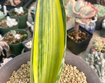Rare Succulents, Sansevieria masoniana whale fin variegated, Live Plant
