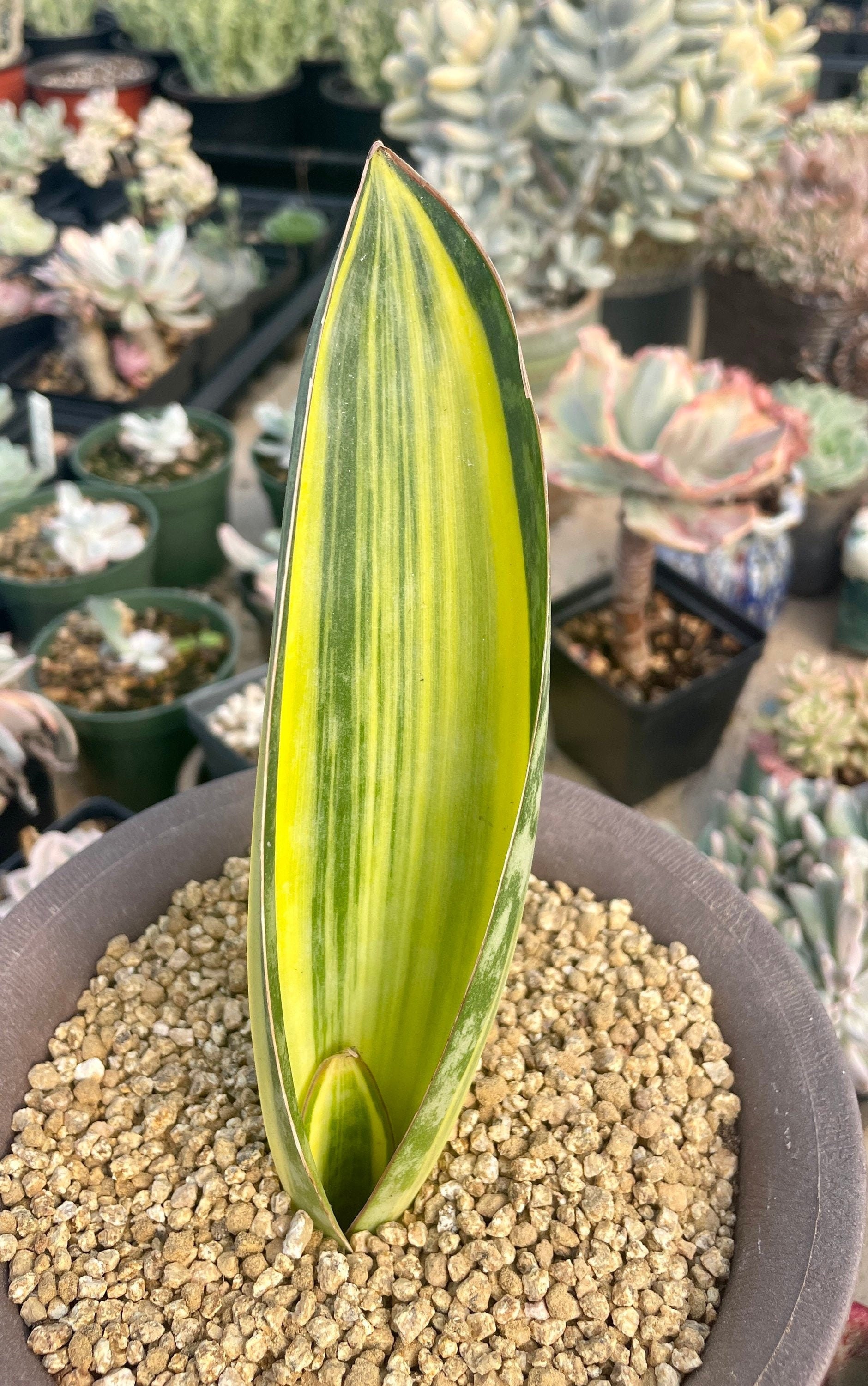 Rare Succulents, Sansevieria masoniana whale fin variegated, Live Plant