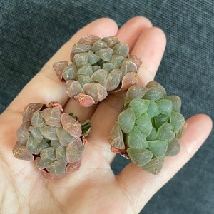 Rare Succulents, Haworthia Cooperi mini/1pc, Live Plant