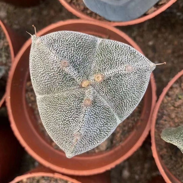 Rare Cactus - Astrophytum Myriostigma 3 sides (1.5"-2")