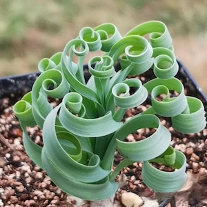 Rare Succulents, Albuca Concordiana Bulb, 0.5"-1", Live Plant