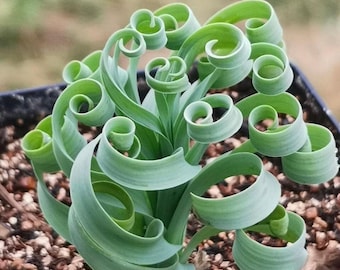 Rare Succulents, Albuca Concordiana Bulb, 0.5"-1", Live Plant