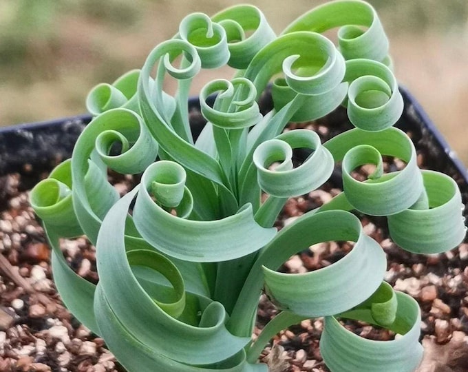 Rare Succulents, Albuca Concordiana Bulb, 0.5", Live Plant