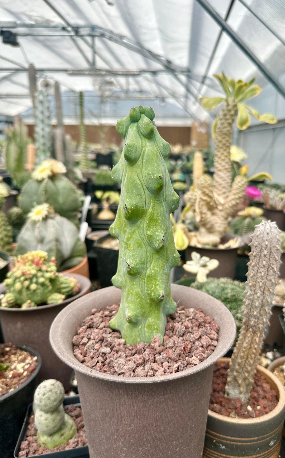 thumbnail image 2 of Rare Boobie Cactus – Myrtillocactus Geometrizans Fukurokuryuzin, Live Indoor/Outdoor Succulent 2 of 4