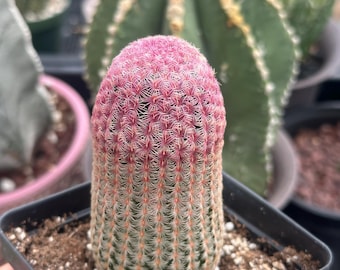 Rainbow Hedgehog Cactus - Echinocereus Pectinatus Rubispinus. Ruby Reddish  Colorful Spines. - Etsy