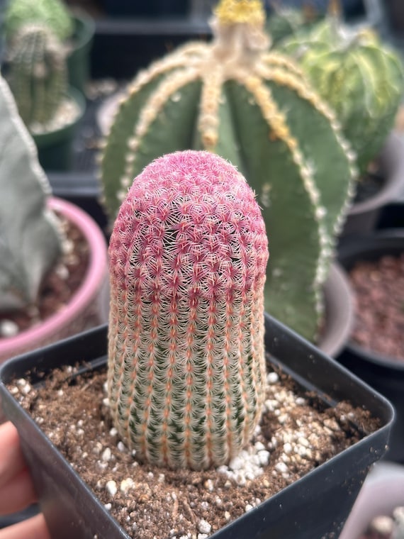 Rainbow Cactus, Echinocereus Rigidissimus, Single Rare Starter Plant, Live  Plant - Etsy