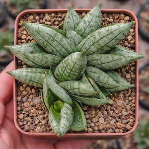 Rare Sansevieria Mini Boncel Succulent: Compact Easy-Care Indoor Plant
