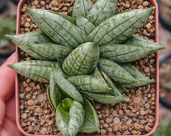 Sansevieria Suffruticosa (ha56) | Imported Snake Plants - Etsy