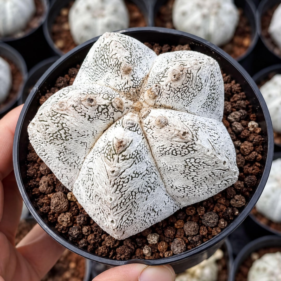 その他 OZWRT Spirit of Astrophytum Live Plant - Rare Cactus, Astrophytum Onzuka (4” Pot), Exotic