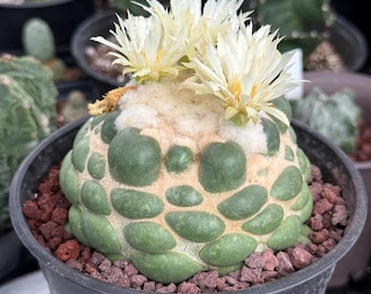 Gymnocalycium Horstii Variegata 3