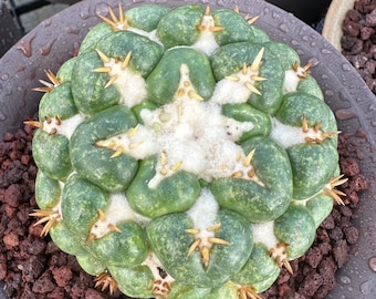 Rare Cactus - Coryphantha elephantidens white thorn (2”-5")