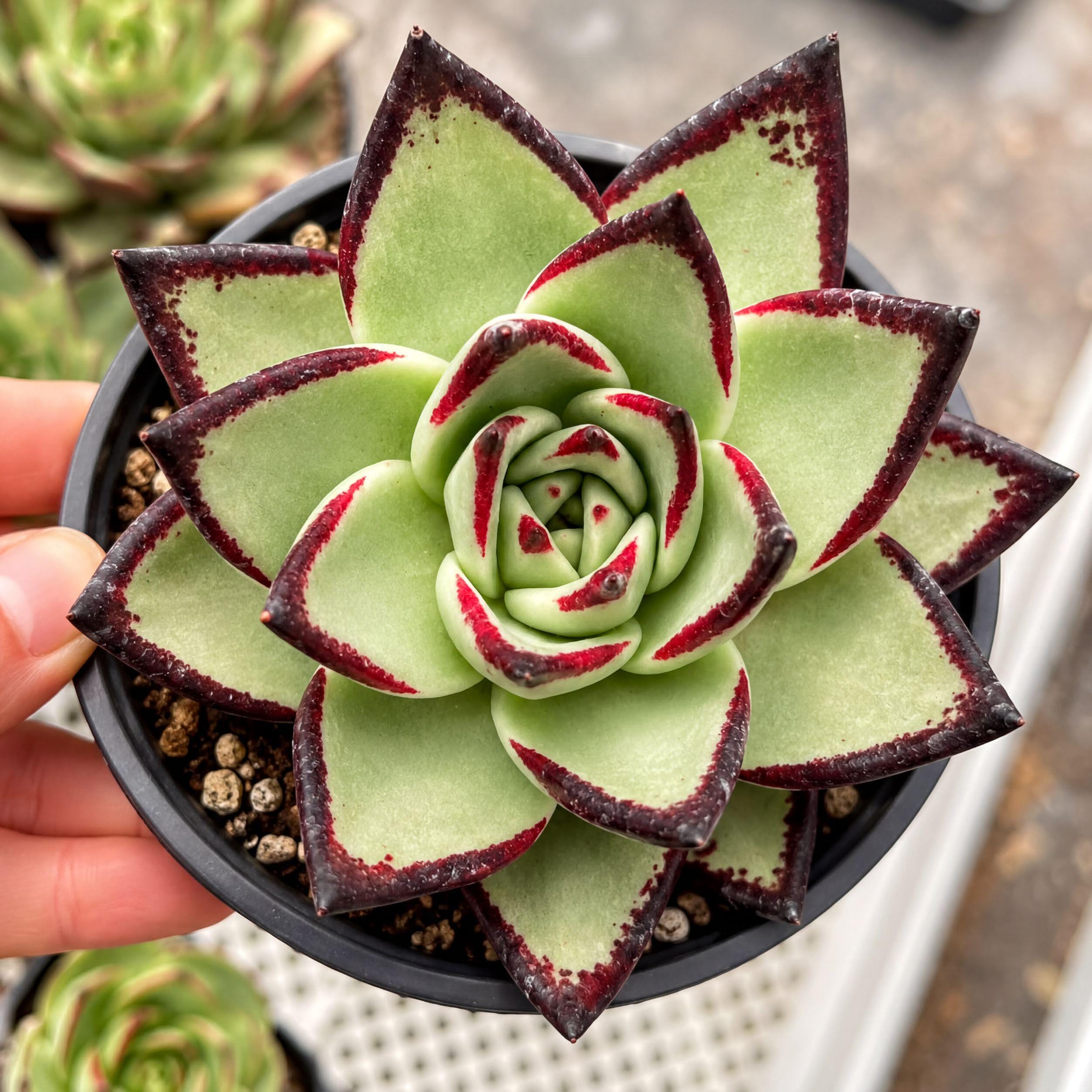 Rare Succulents, Echeveria Agavoides - Ebony | Live Plant, 3.5
