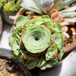 May include: A close-up of a green succulent plant with multiple rosettes. The plant has a central rosette with many layers of leaves, surrounded by smaller rosettes.