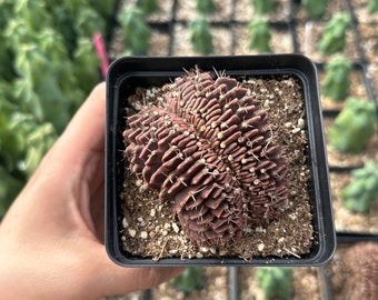 Rare Cactus - Gymnocalycium Mihanovichii Crested (3”)