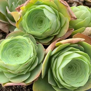 Live Plant - Greenovia Mountain Rose Wine Cup (3”), Rare Succulents