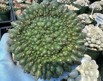 Rare Cactus - Gymnocalycium Baldianum Crested