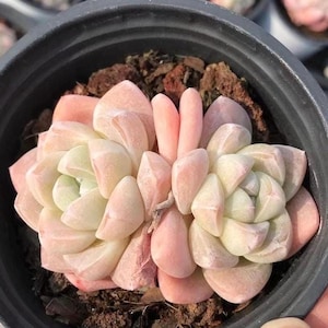Echeveria Ice Green, Succulent Plant, Home Decor Gift Low Maintenance Greenery, Live Plant