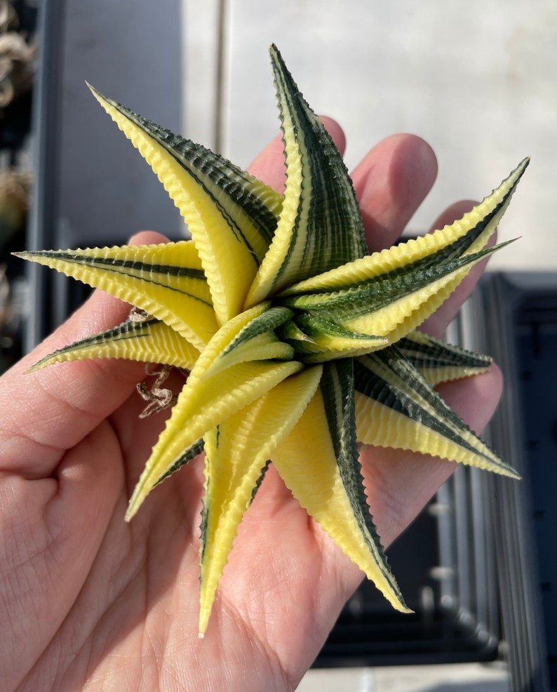 Rare Succulents - Haworthia varigated Limifolia (3.5")