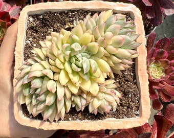 Rare Succulents - Echeveria Mebina Variegated Cluster (2"-5")