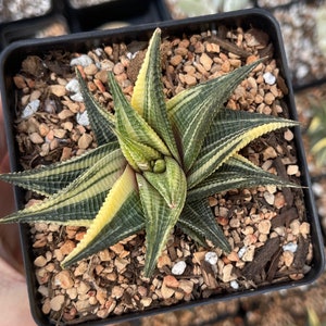 Rare Succulents - Haworthia varigated Limifolia (3.5")