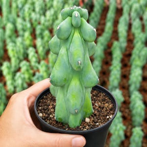 Rare Boobie Cactus, Myrtillocactus Geometrizans Fukurokuryuzinboku (4"-10"), Live Exotic Cactus Plant Gift