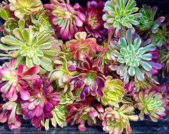Aeonium Domesticum Variegata - Etsy