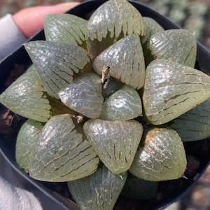 Rare Succulents - Haworthia Emelyae var. Comptoniana Oyayubihime (3&quot;-4&quot;), Live Plant